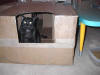 Little Miss & Bear (in back) feel safe in their MotoBox